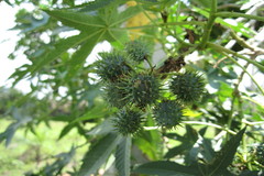 Ricinus communis